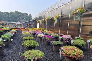 Featured Five 2025: Favorites from DGI Propagators Trial Garden