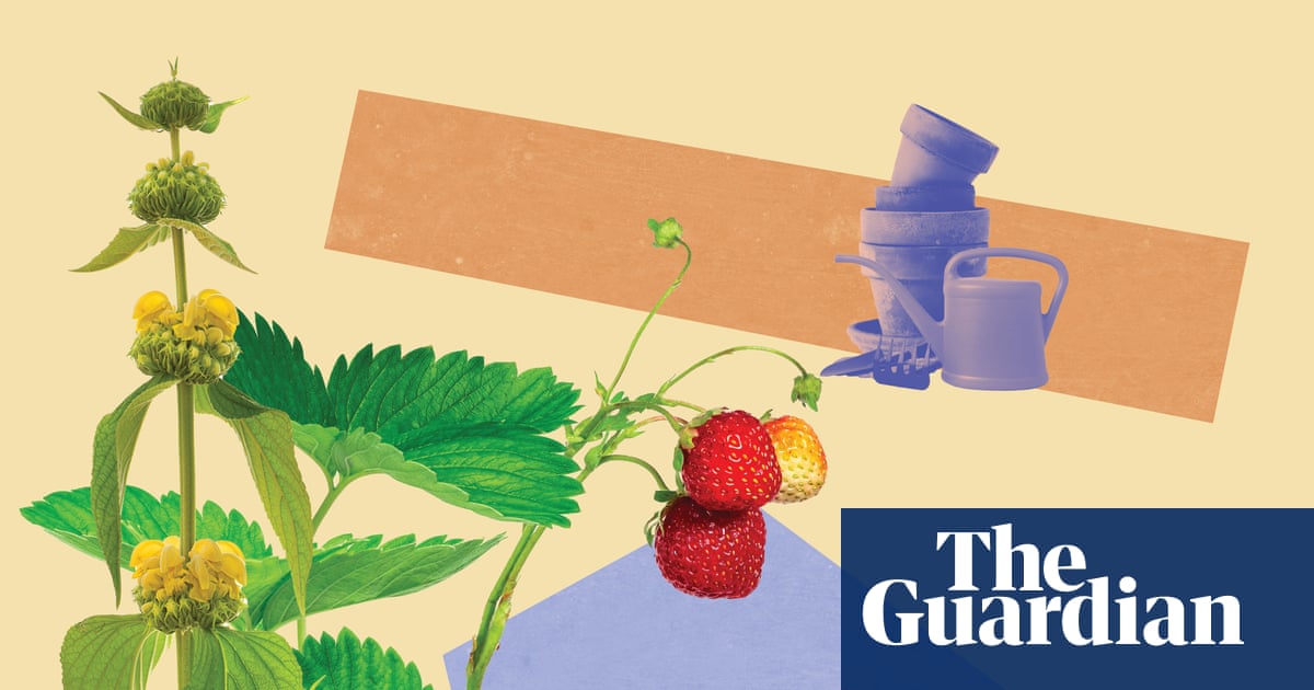 Buy small plants – and consider a ‘bulb lasagne’: how to give your garden a late-summer glow-up | Life and style