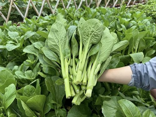4000 Organic Choy Sum Seeds – Cải Ngồng – Yu Choy – Flowering Chinese Cabbage Seeds – Non-GMO, Heirloom, Made in USA – 99% Germination Rate, Vegetable for Yard & Garden Planting