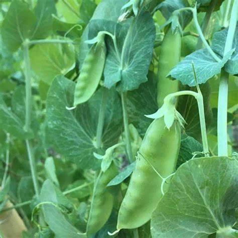 120 Mammoth Melting Sugar Pod Pea Seeds for Planting Heirloom Organic Non GMO 1 Ounce of Seeds Snow Pea Garden Vegetable Bulk Survival