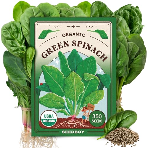 Seedboy Organic Spinach Seeds for Indoor Gardening or Planting Outdoors, Non-GMO and USDA Certified Vegetable Seed Packets, 350 Seeds/4 Grams (Bloomsdale Spinach)