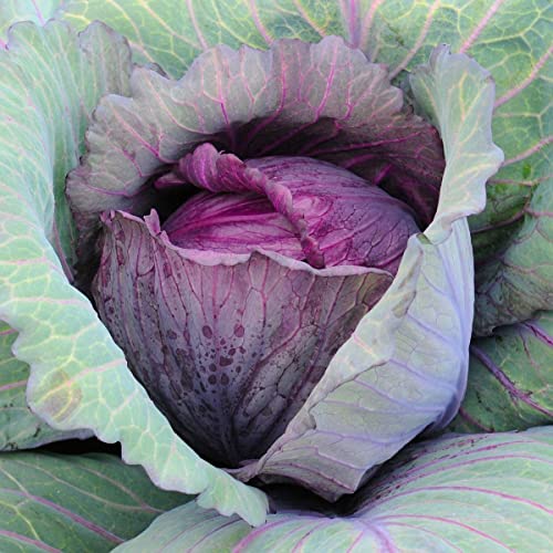 1000 Organic Red Acre Cabbage Seeds for Planting Heirloom Non-GMO 4+ Grams Garden Vegetable Bulk Survival