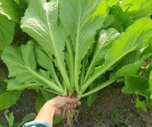 2000 Organic Mustard Green Seeds – Cải Bẹ Xanh – Leaf Mustard, GAI Choy – Non-GMO, Heirloom, Made in USA 99% Germination Rate – Vegetable for Yard & Garden Planting