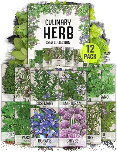 Seed Needs Herb Seeds Variety Pack Culinary Herb Collection (12 Individual Packets for Planting Indoors or Outdoors) Grow Your Own Herb Garden – Heirloom, Non-GMO