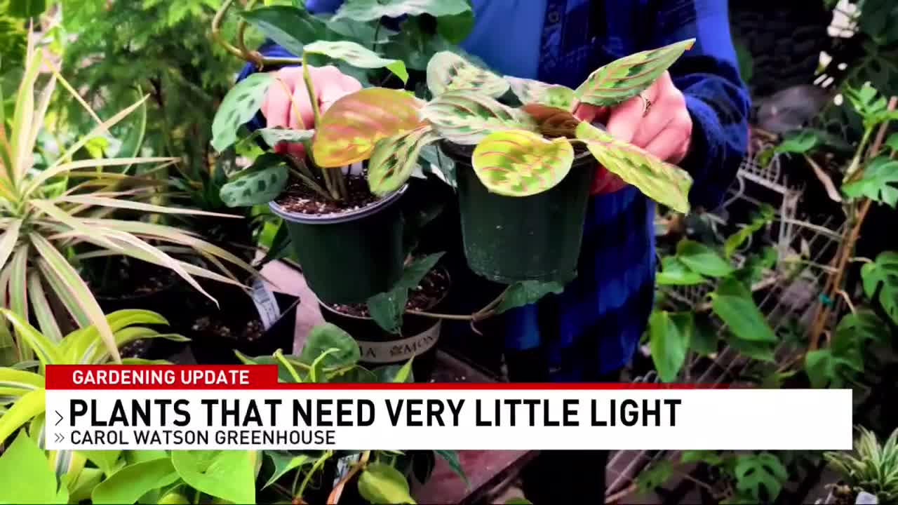 Low-light plants with Carol Watson Greenhouse!