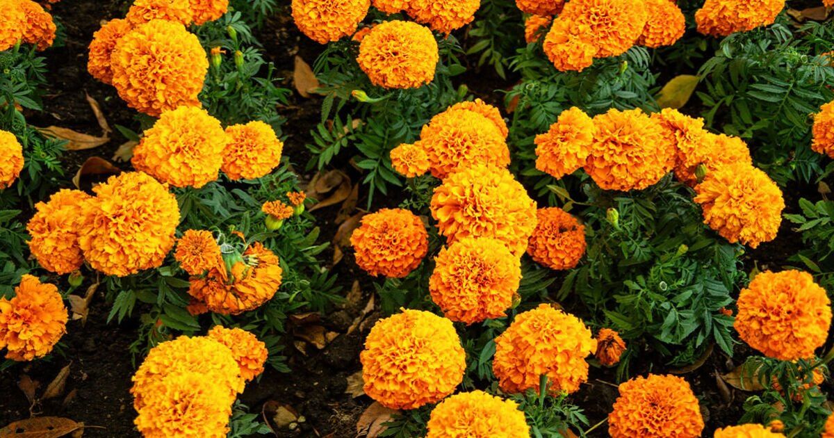 ‘Easy-to-grow’ spring flowers are a ‘go-to’ for beginners