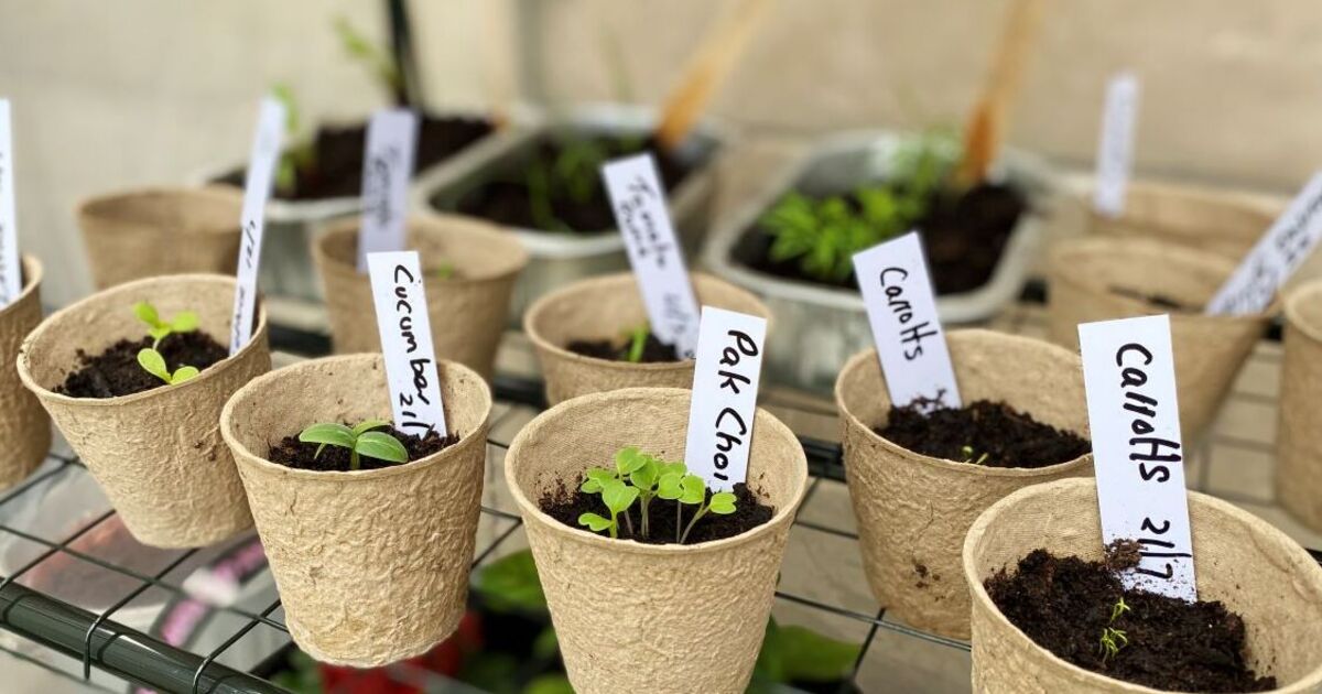 UK households urged to grow one veg in their kitchens – requires ‘minimal effort’