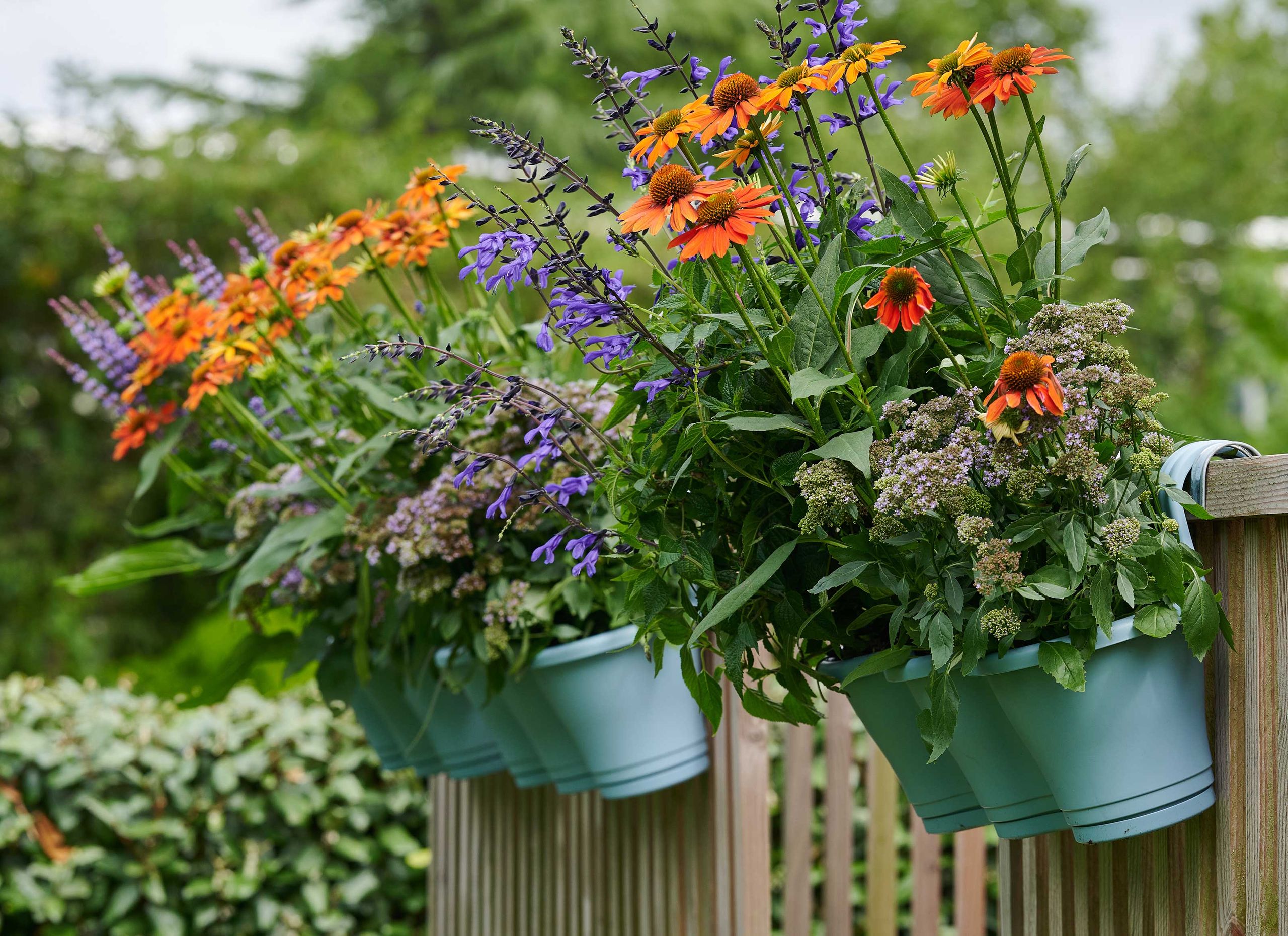 The 7 best flowers for beginner gardeners to plant right now