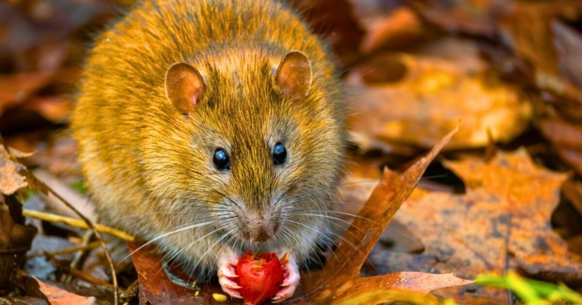 Rats will stay out of gardens and greenhouses if you use 3 kitchen items they hate