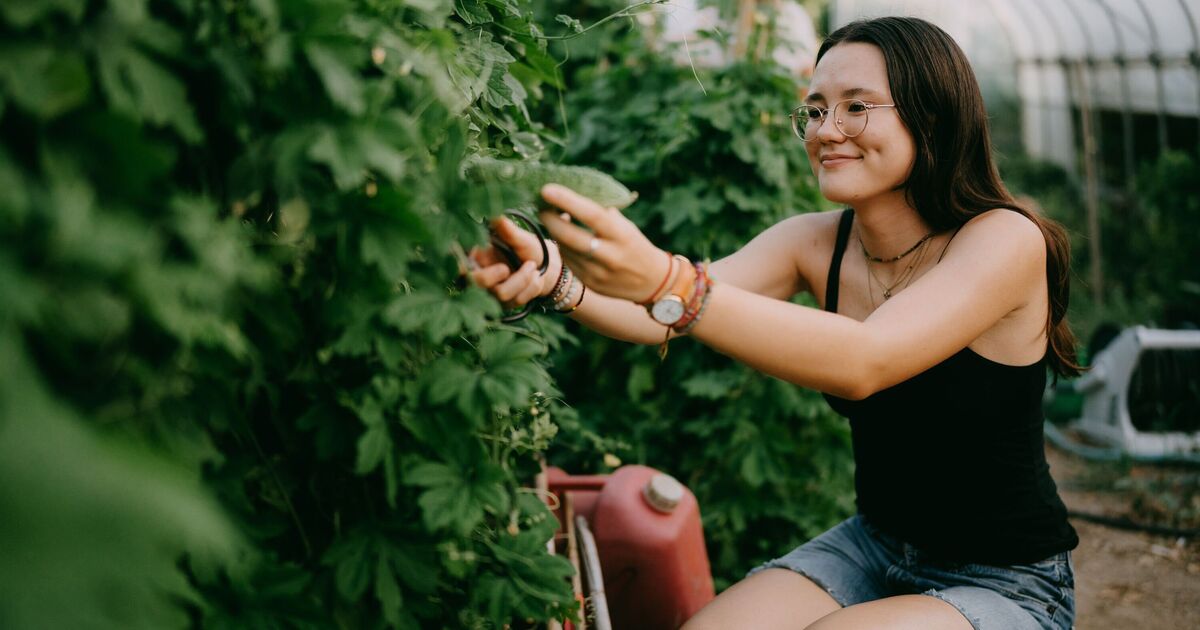Planting 3 flowers near vegetables makes them grow better