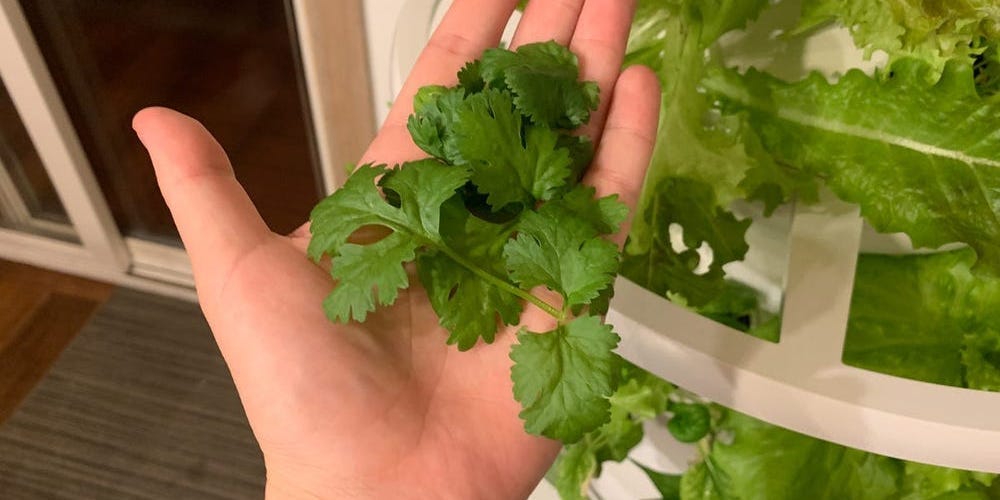 Lettuce Grow Review: Expensive Hydroponic Indoor Garden