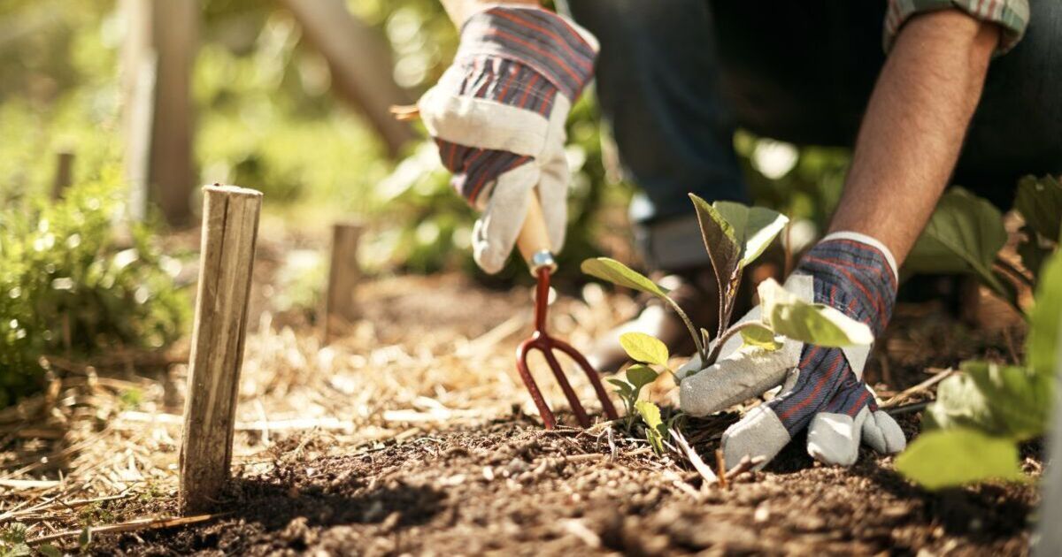 Gardening expert says growing these 9 fruits and vegetables is a total waste of time