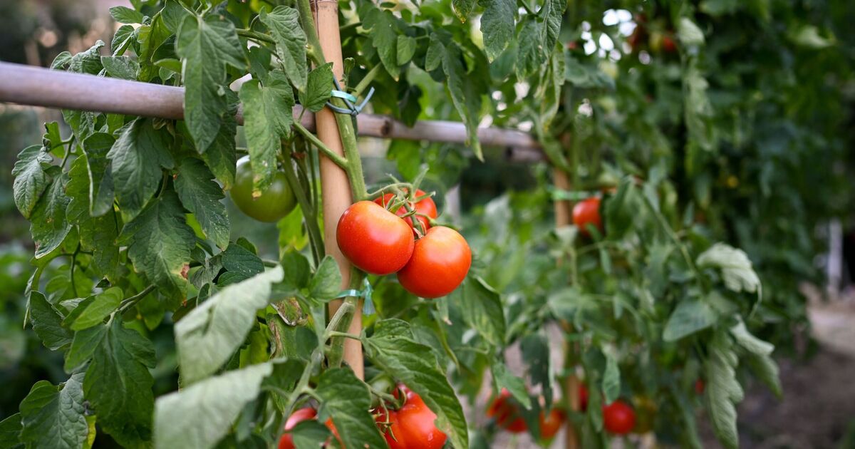 Tomato plants will thrive if placed in this one spot indoors
