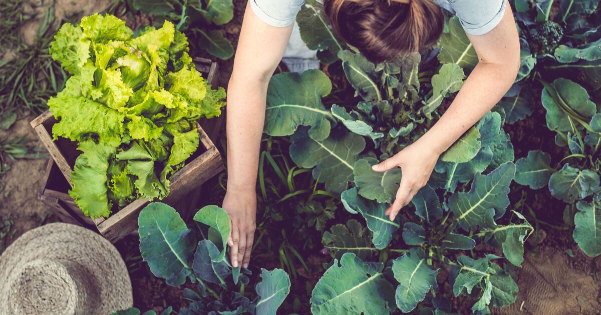 ‘I’m a gardener – there’s 1 mistake people make when growing vegetables’