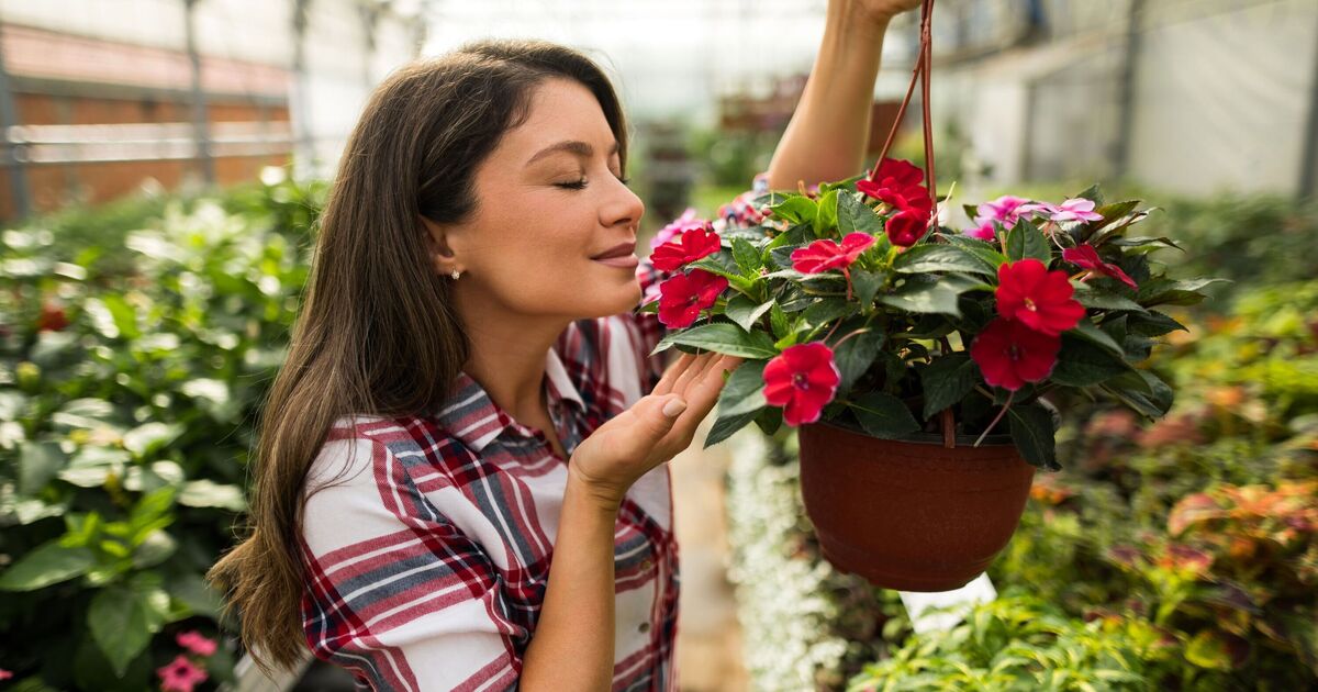 5 flowers any gardener can grow ‘easily’ without experience