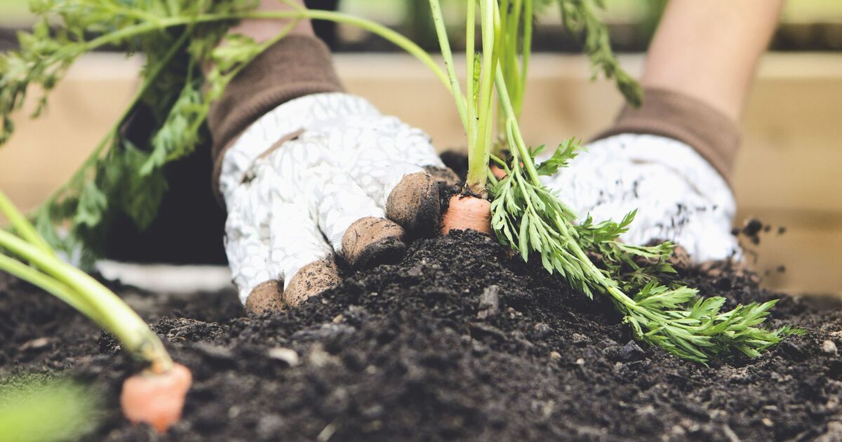 Only two vegetables will ‘thrive’ when planted outside