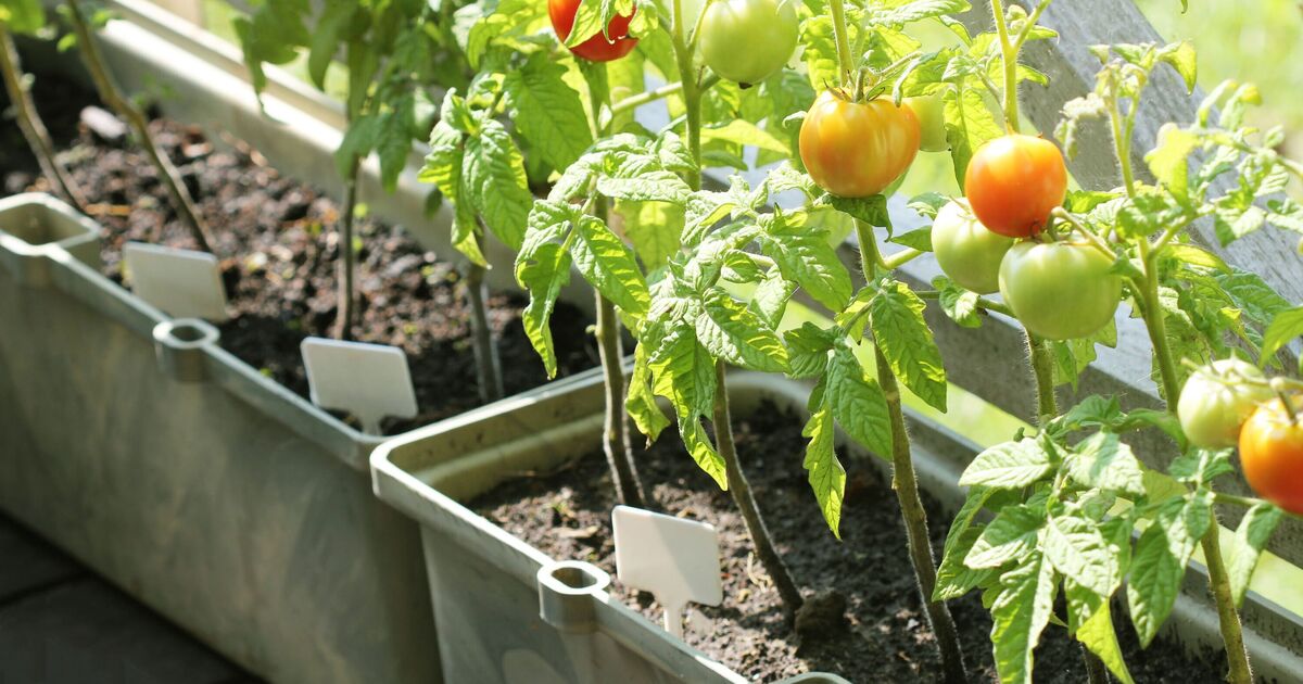 Easiest vegetables to grow in pots to provide a plentiful harvest all summer long