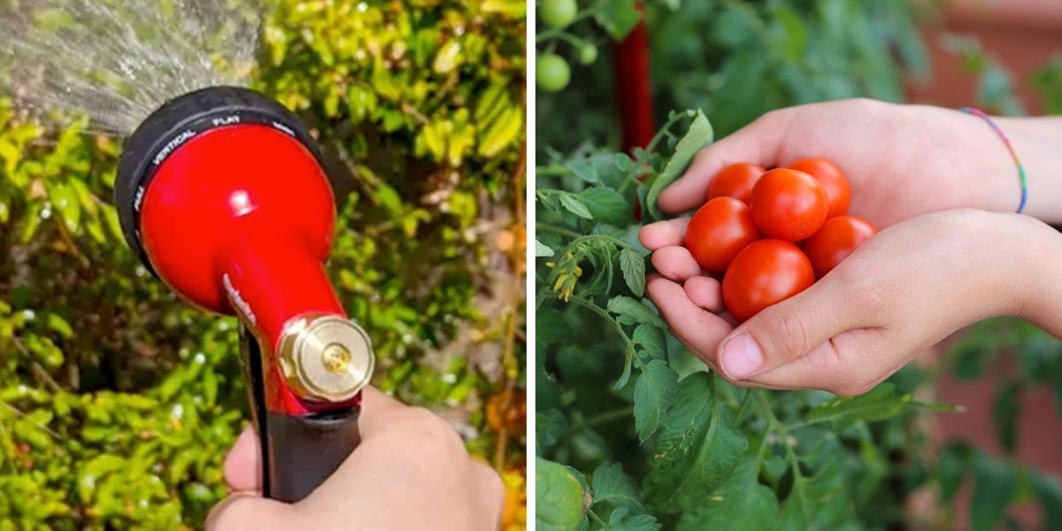 The Best Gardening Tools for Beginners