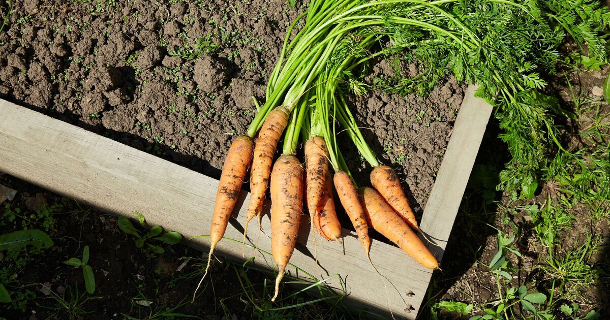 Vegetables will be pest-free if you use 1 simple method in the garden