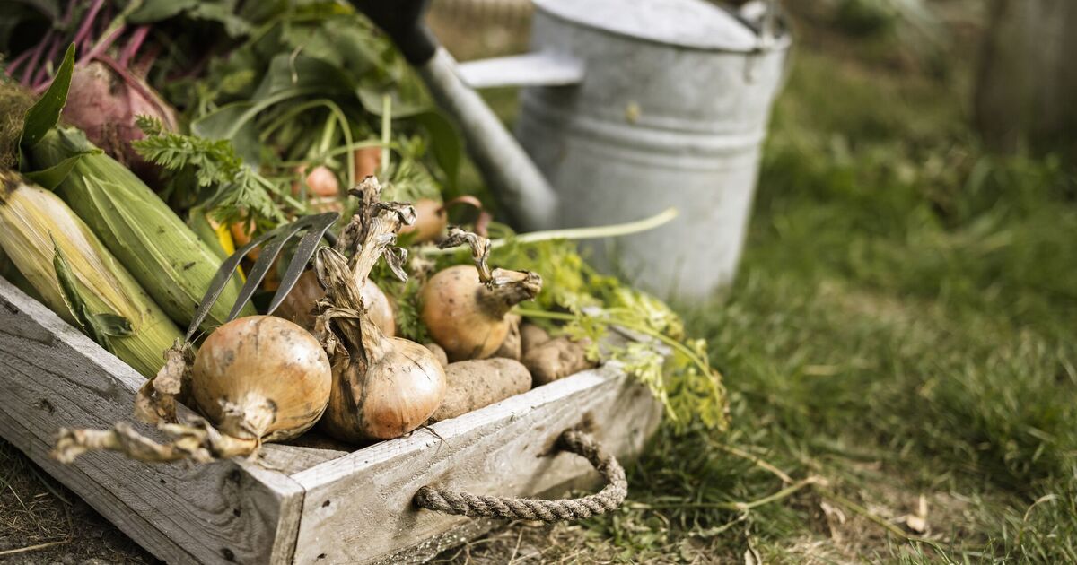 Plant these 3 vegetables in your garden in July for a harvest this year