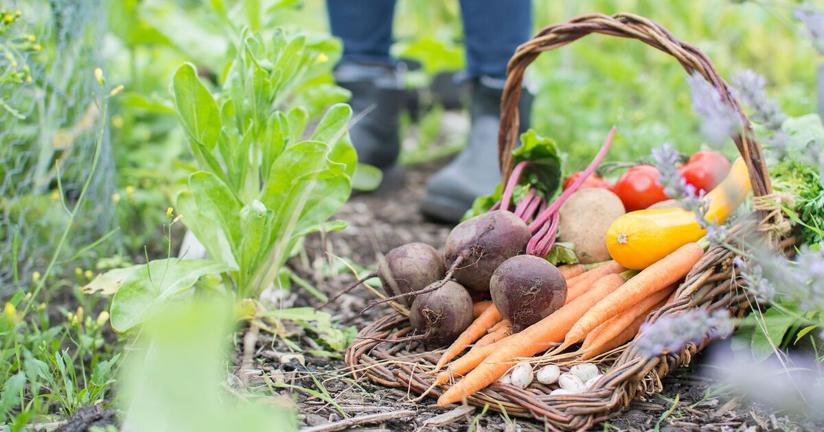Gardener shares 18 vegetables to plant in August for a bountiful harvest later this year
