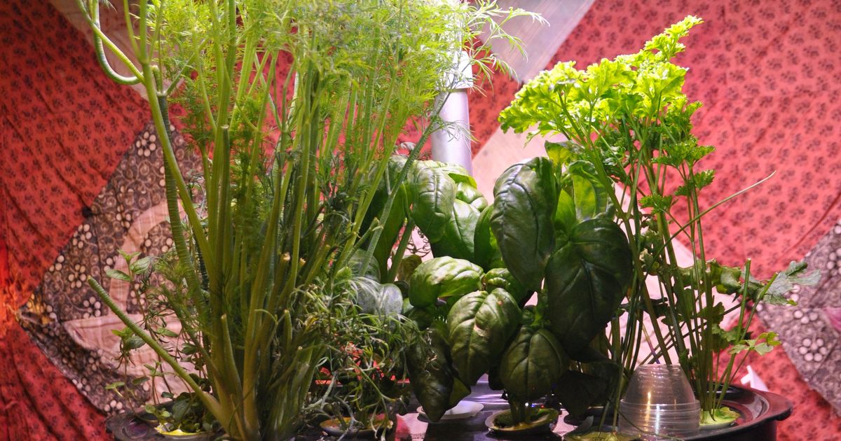 Hydroponic kit producing bountiful herbs