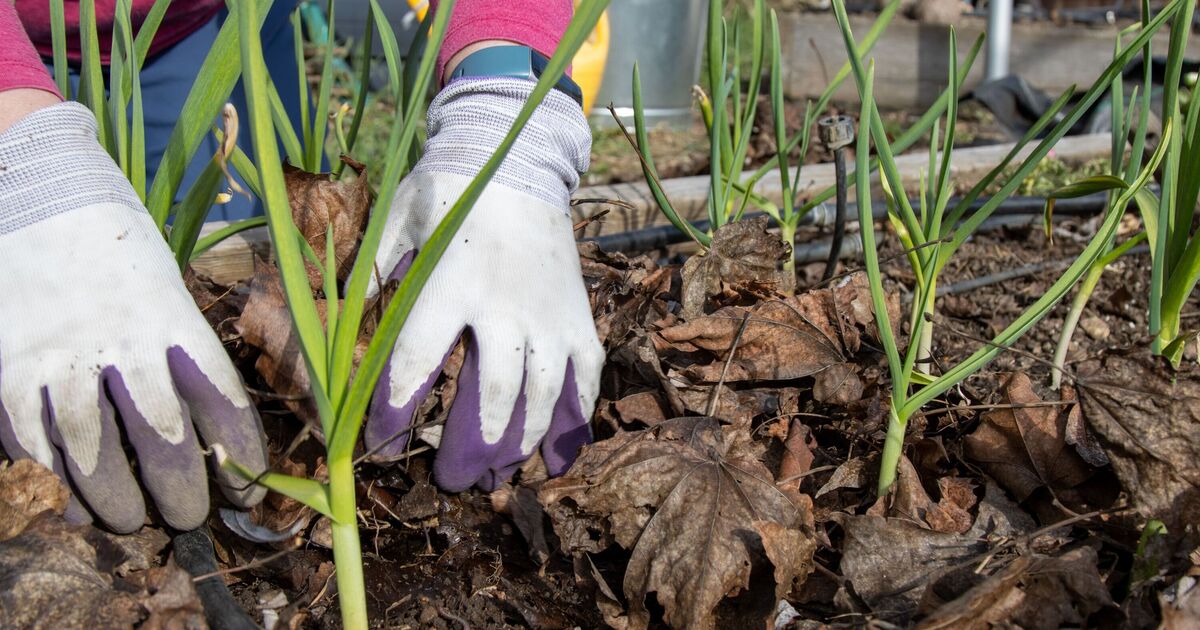 Gardeners urged to plant 3 vegetables now for a ‘head start’ next spring