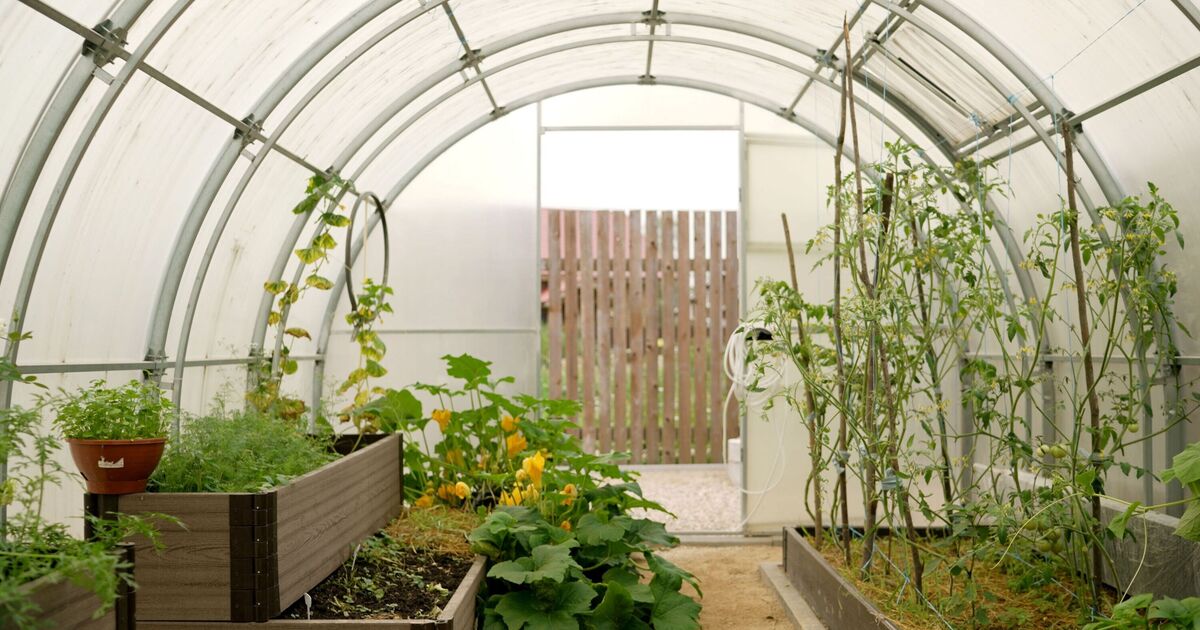 Gardeners urged to complete four greenhouse jobs in colder months