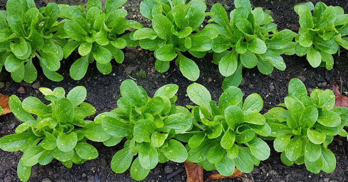 Gardeners urged to plant these 17 vegetables now for winter harvest