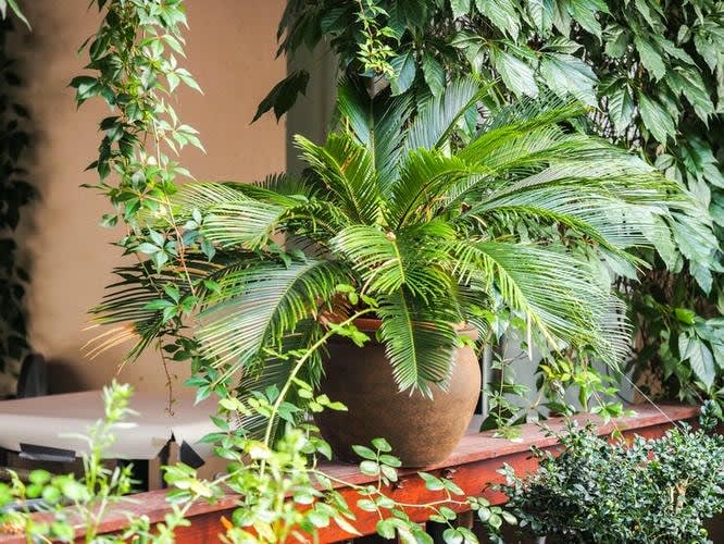 Grow with the Seasons: Seasonal Gardening Tips in Jaipur for Beginners