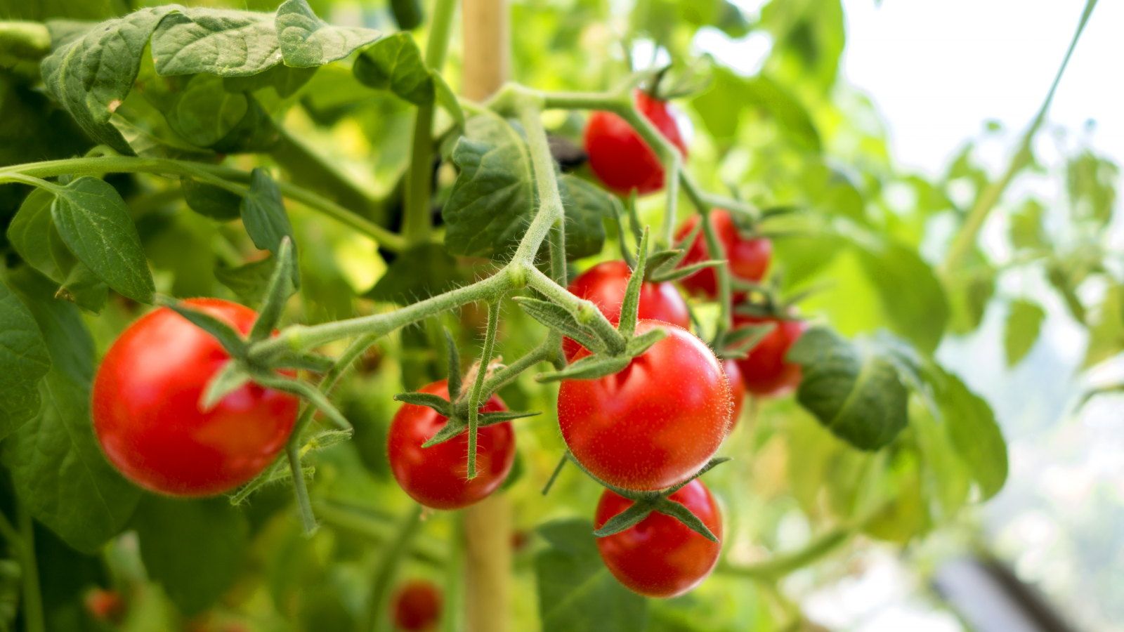 These are the plants to never grow with tomatoes