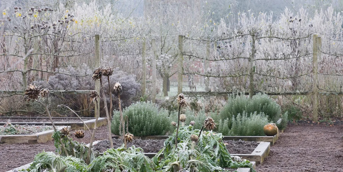 Winter vegetable growing guide: Best crops to plant and harvest over the coldest months