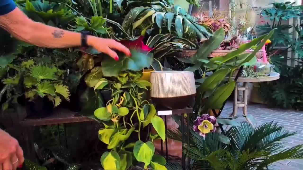 Back to the 1950s with Carol Watson Greenhouse