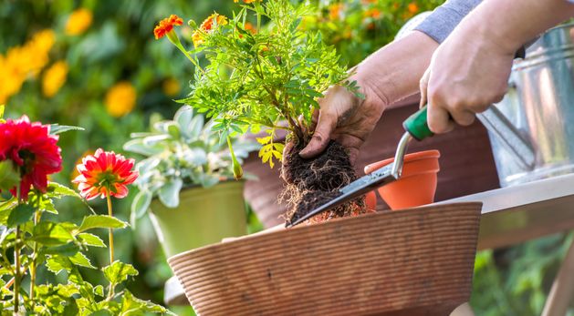 Diarmuid Gavin ahead of Bloom: ’20 ideas that’ll produce your own personal paradise’