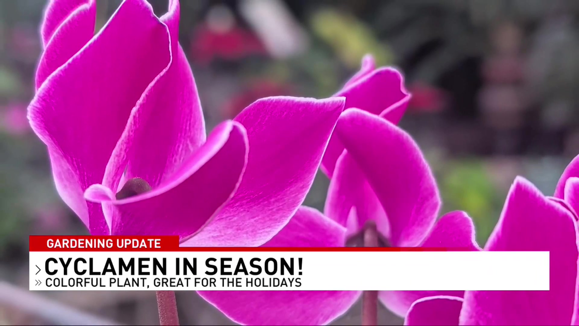 All about in-season Cyclamen with Carol Watson Greenhouse!