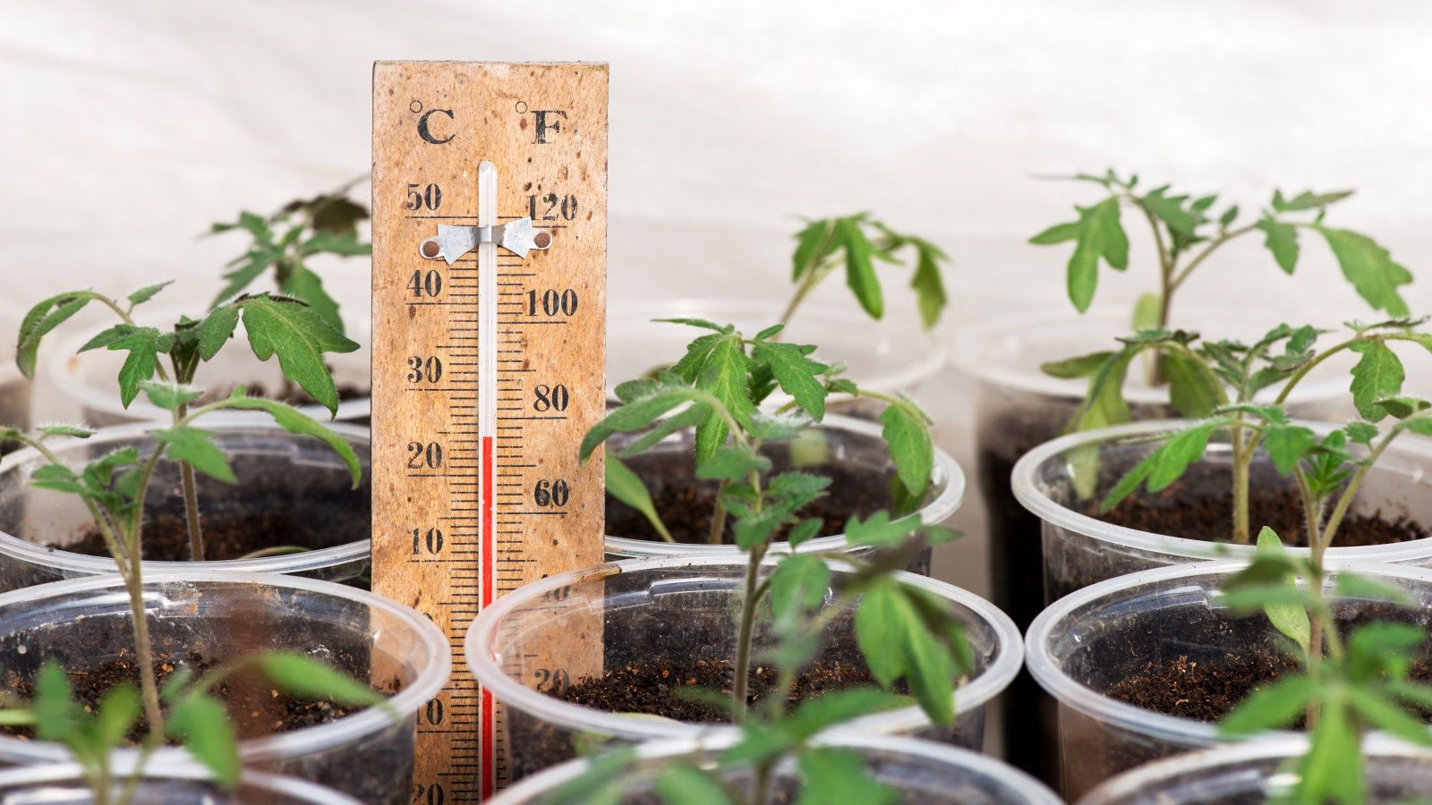 What is the minimum greenhouse temperature for seedlings?