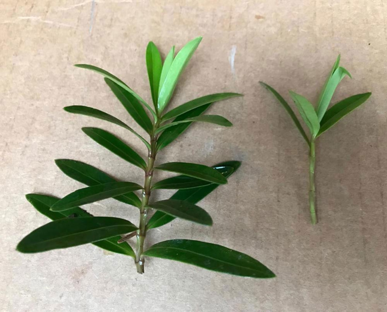 This simple ‘snip and stick’ method can give you a bounty of free plants by spring