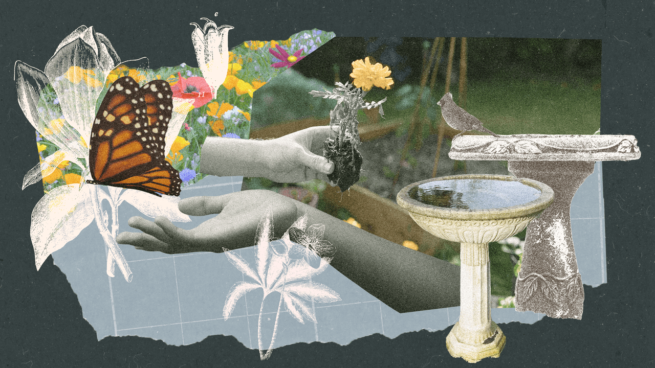 Pollinator Garden: How to Create a Paradise in 9 Steps