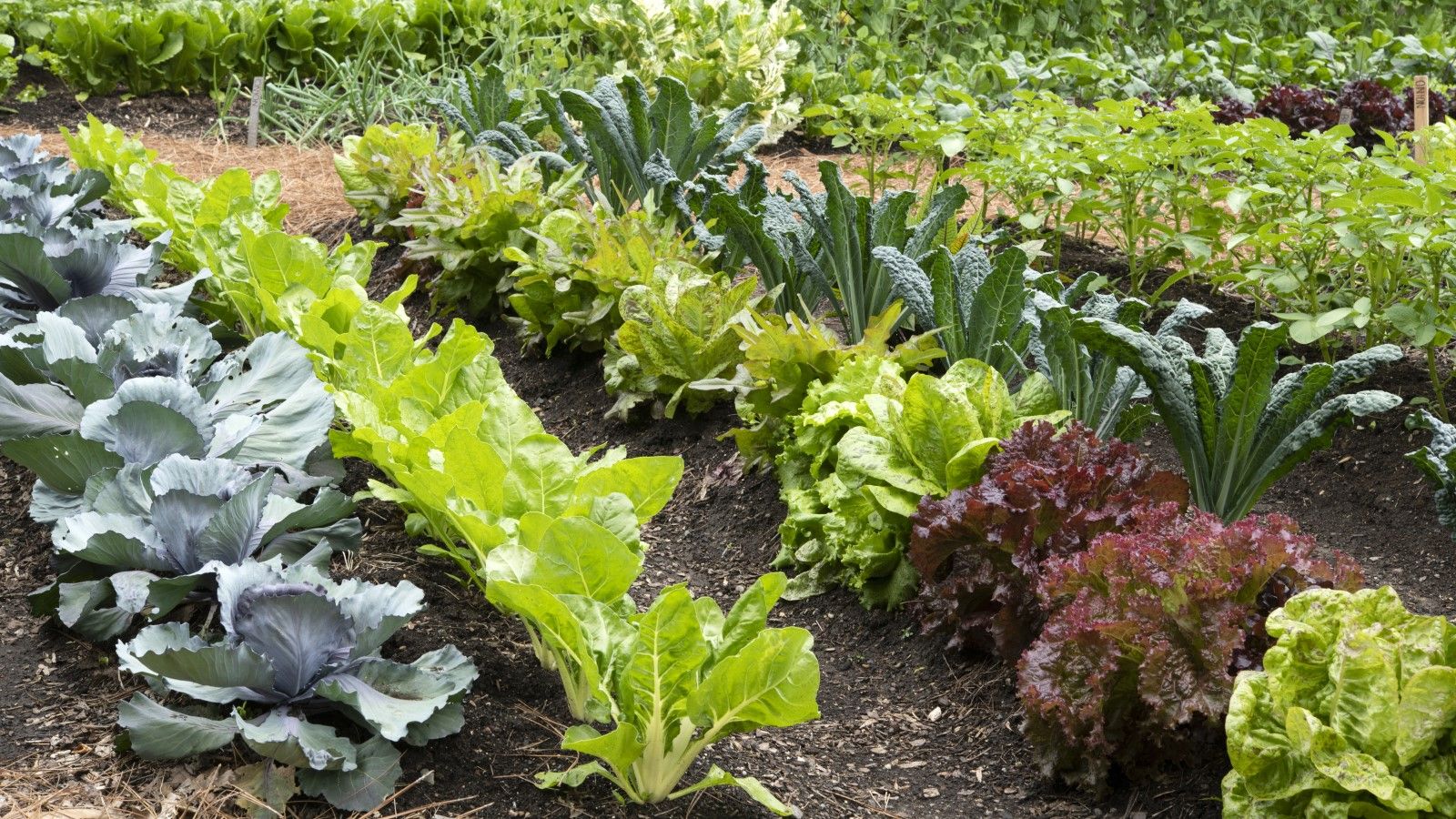 Our pick of 7 vegetables to plant in July for fall harvests
