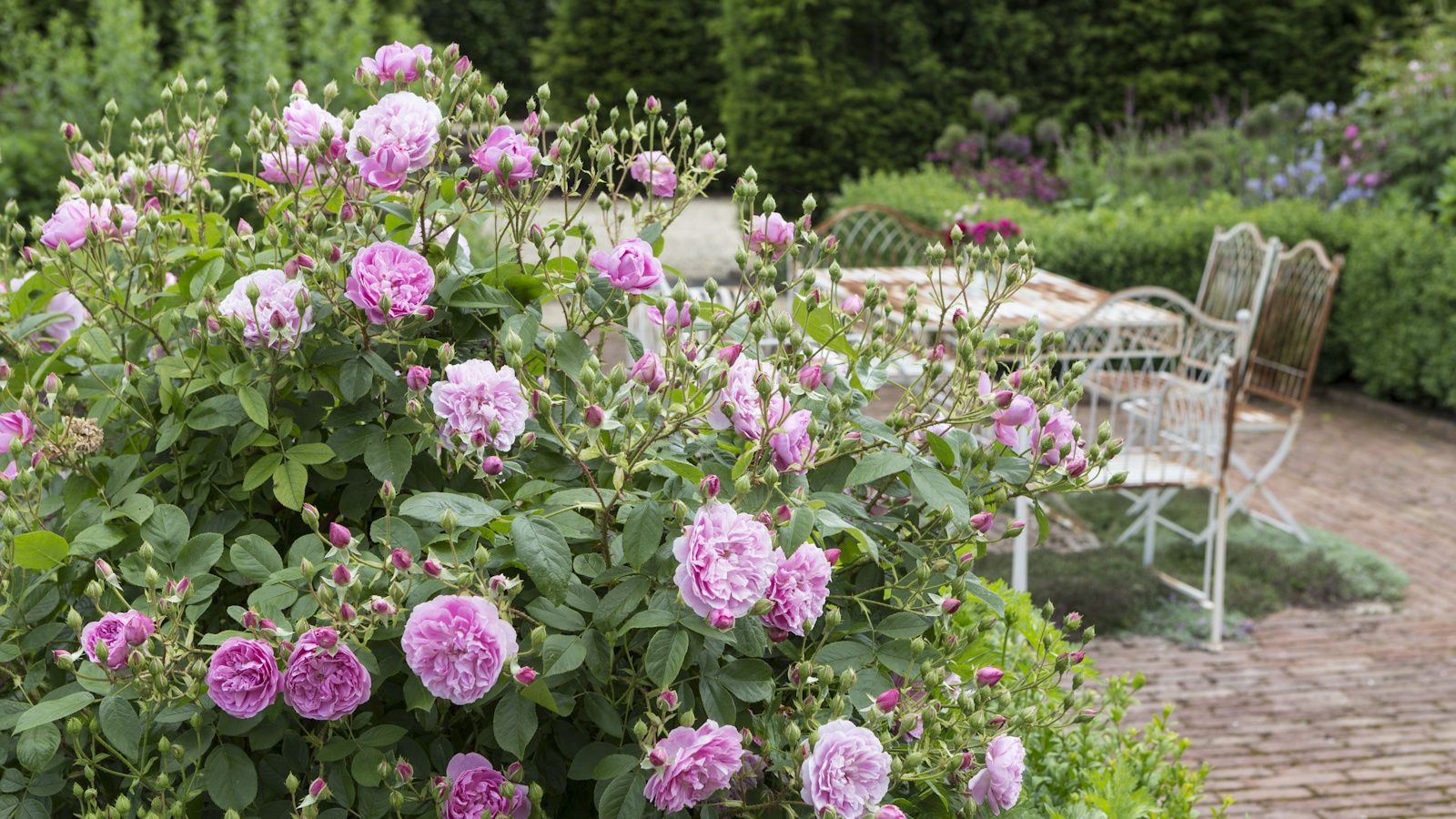 Best roses for small spaces: 5 flowers for pots and tiny yards