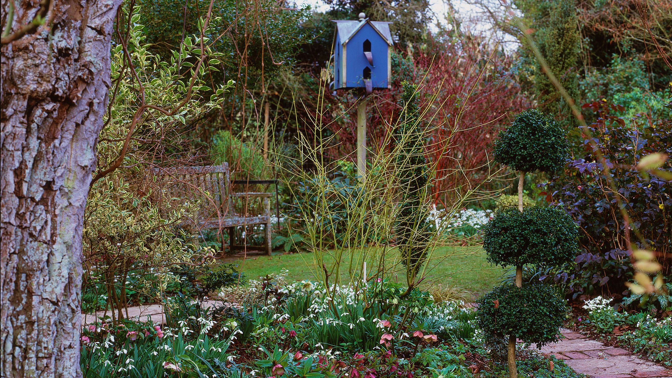 Planning a winter garden: expert planting and design tips