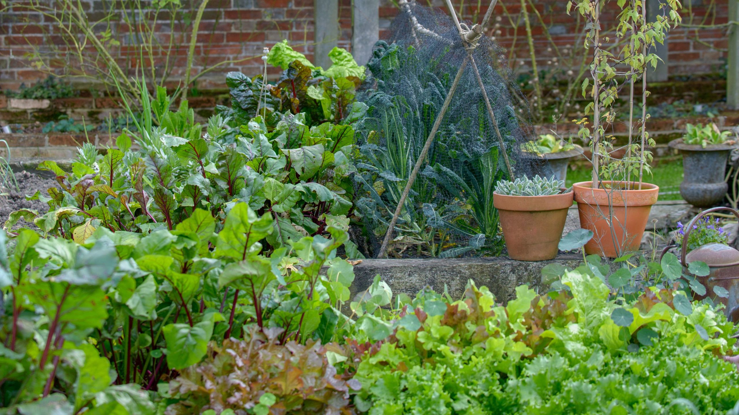 5 of the best vegetables to sow in March for beginners
