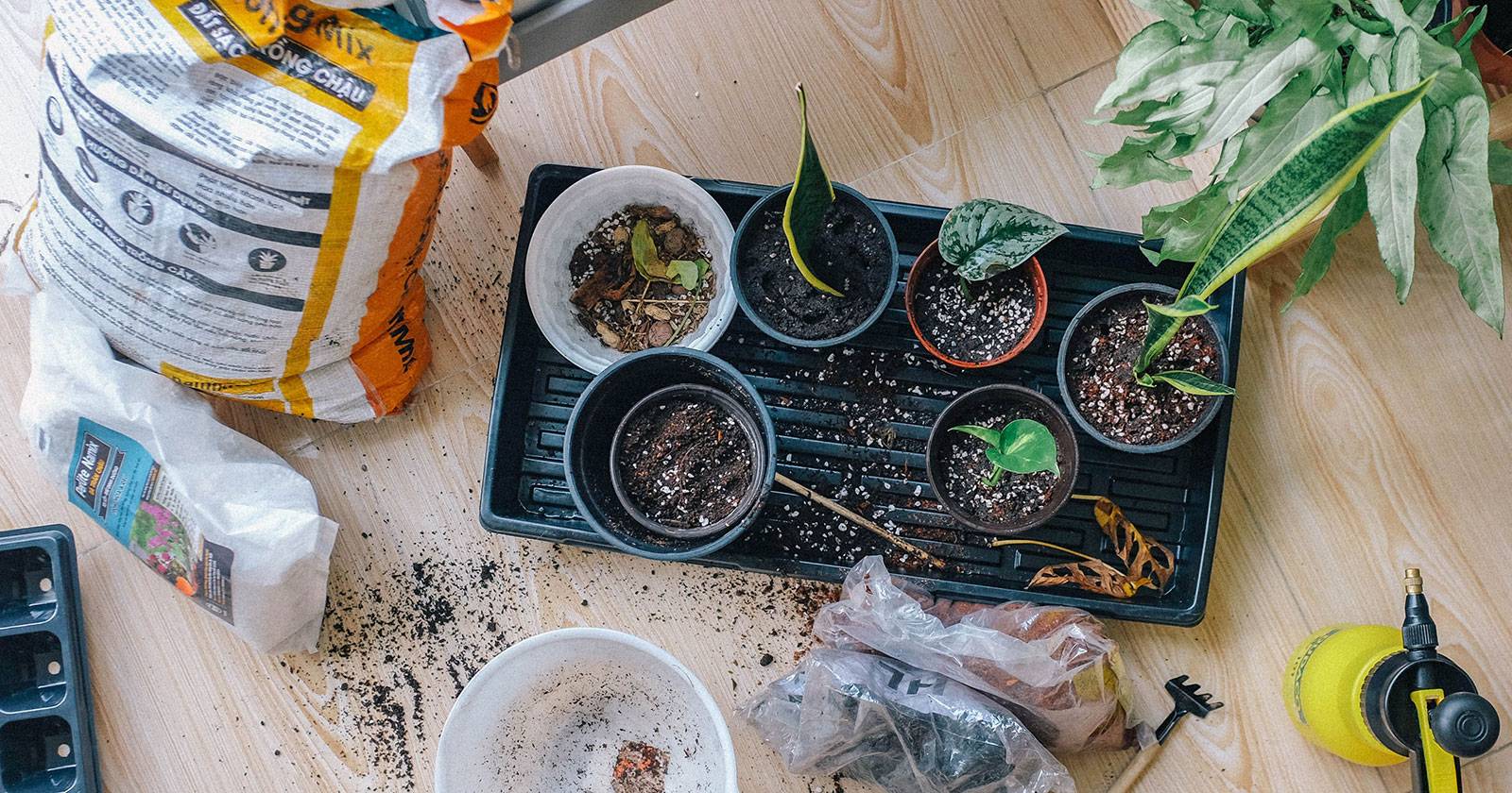 5 Best Gardening Websites & Apps for Beginners to Garden Anywhere