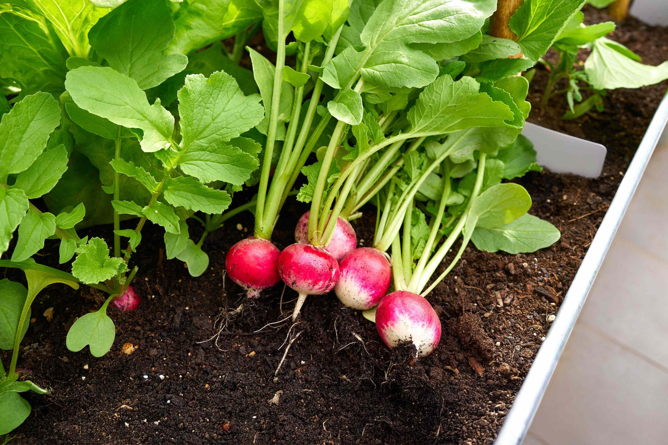 7 Fast-Growing Vegetables You Can Still Plant in September for a Fall Harvest