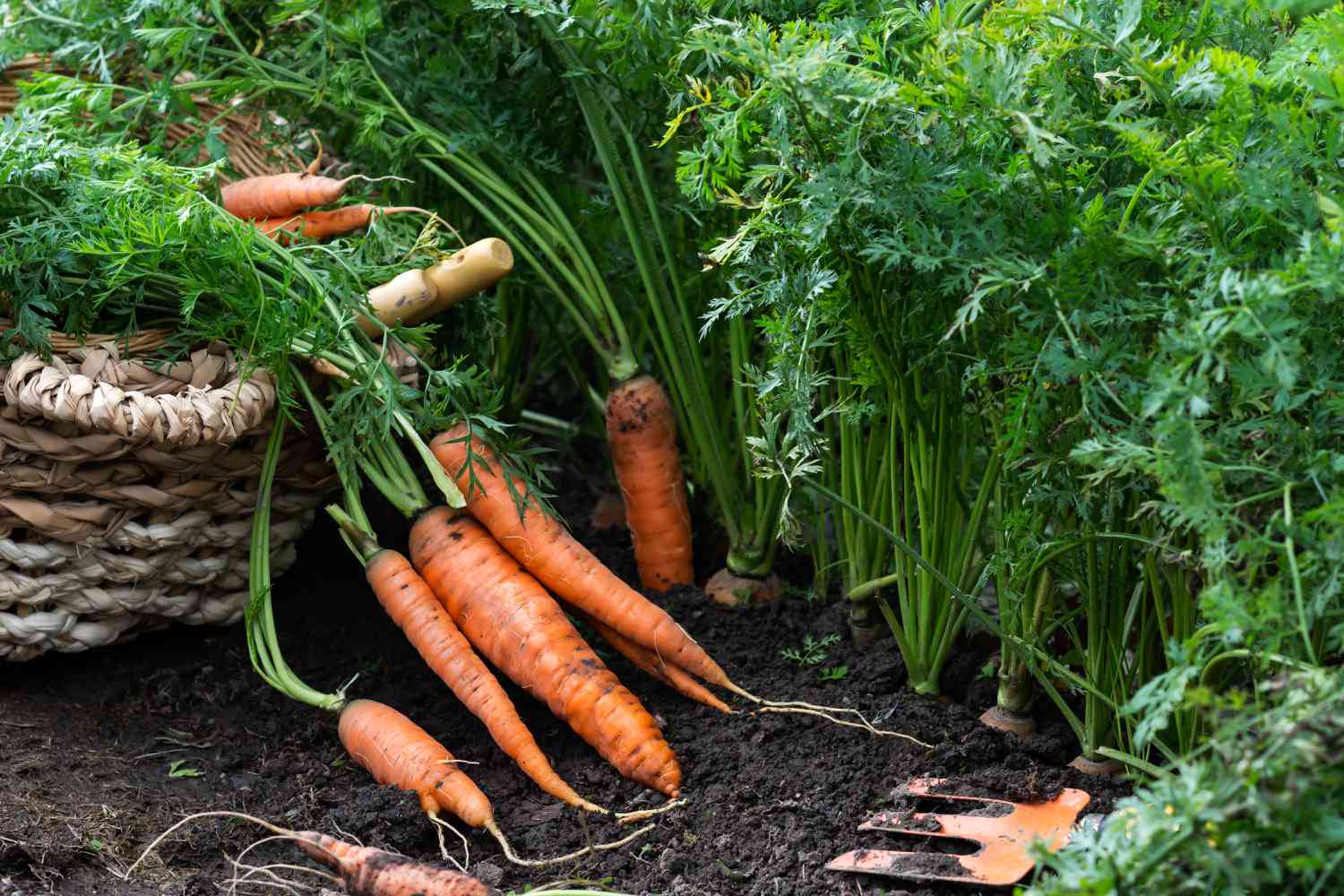 7 Fast-Growing Vegetables You Can Plant Right Now