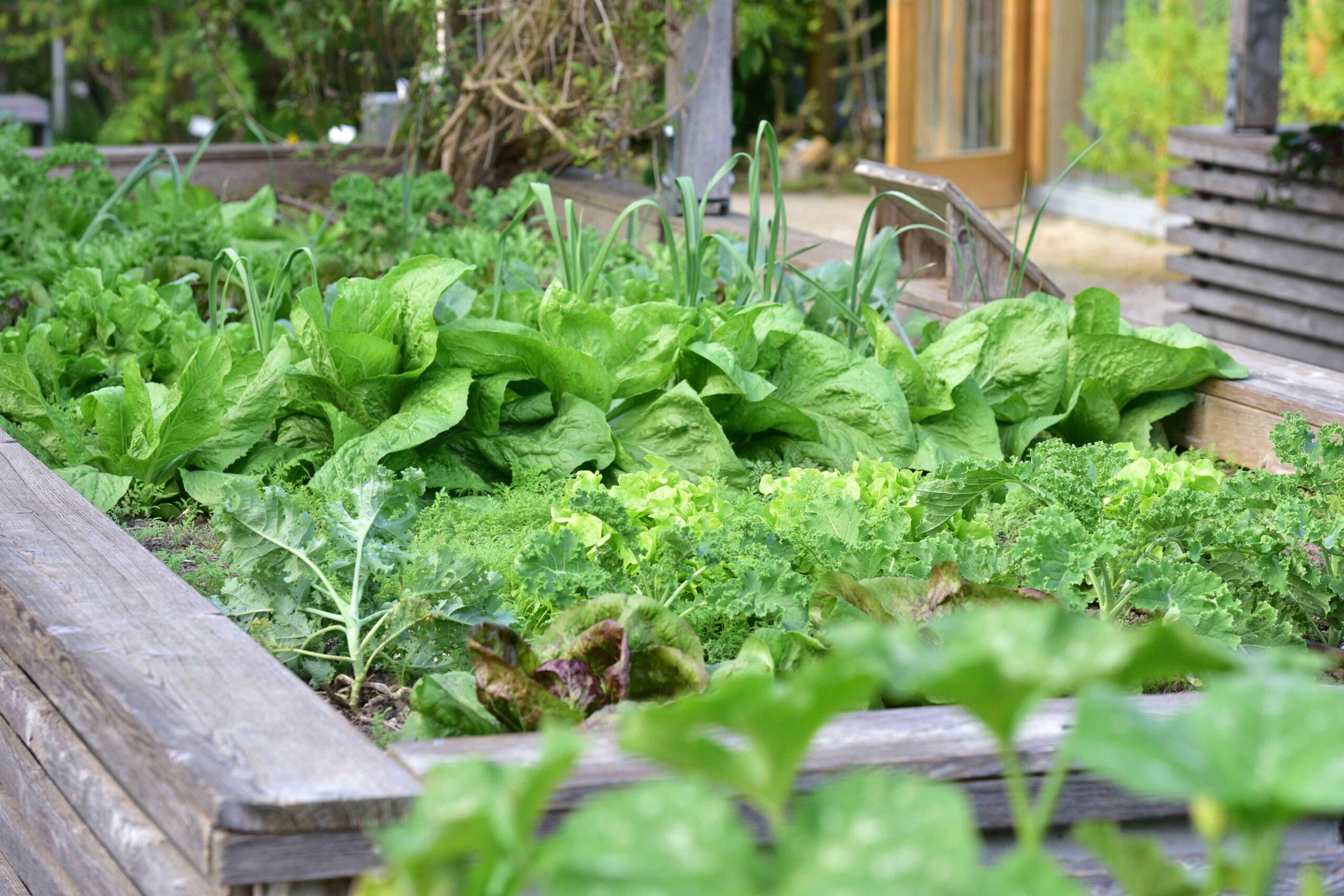 25 Vegetables You Should Grow Now for a Beautiful Spring Harvest