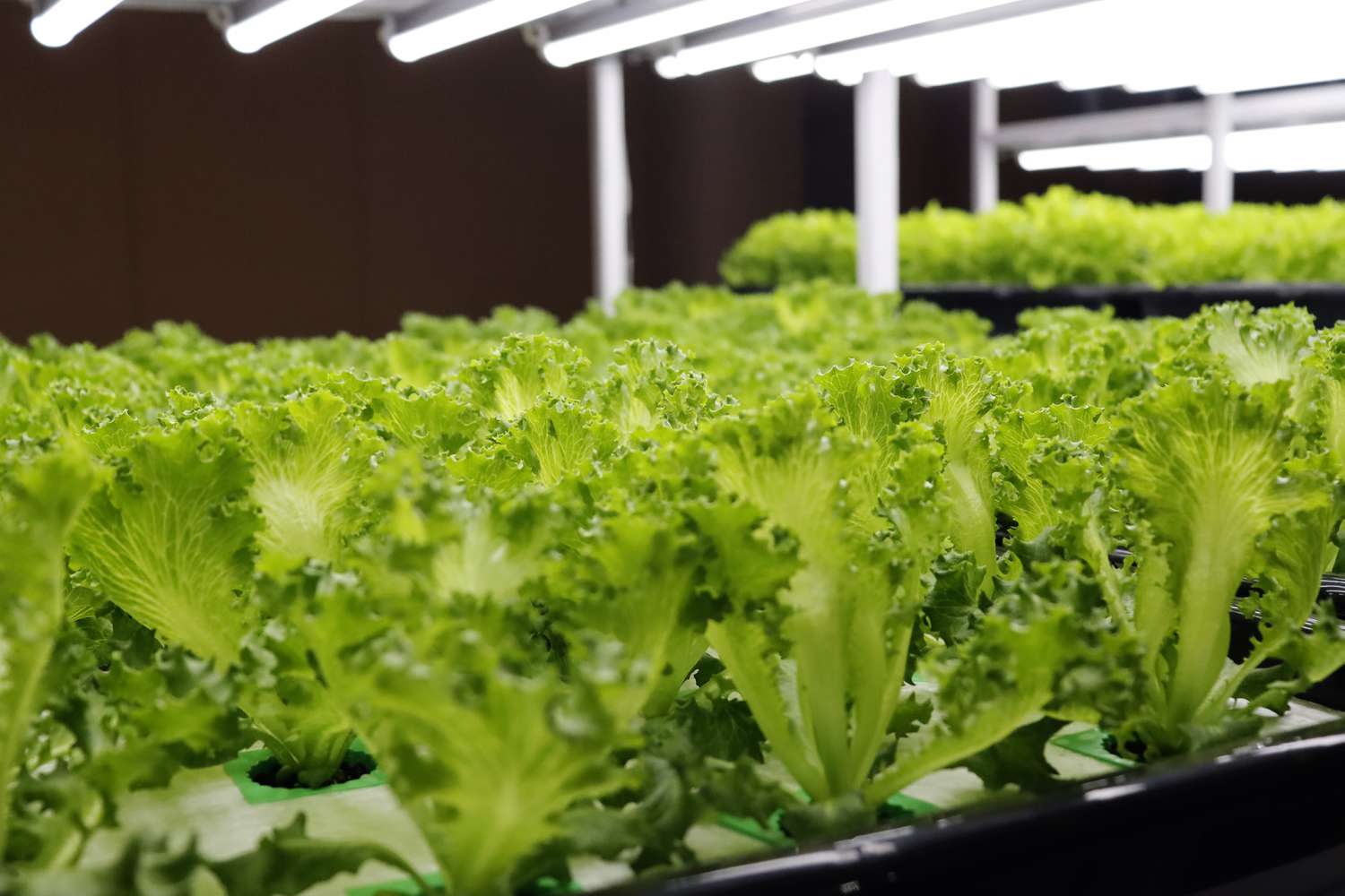 How to Start a Hydroponic Garden, According to Experts