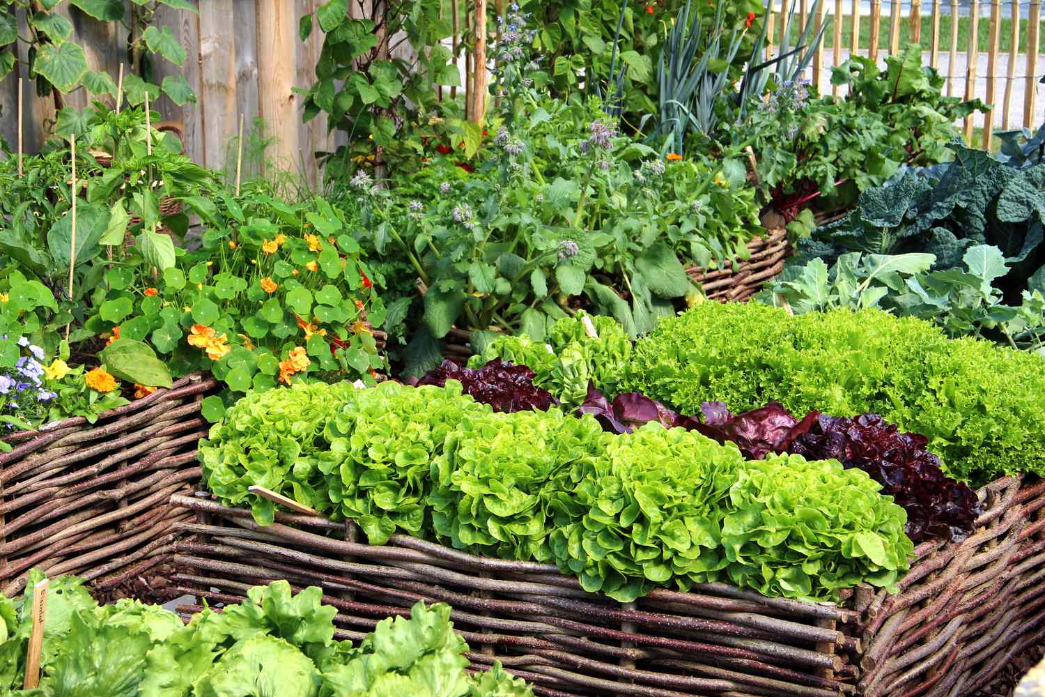 Growing These Vegetables Together Will Give You the Best, Most Delicious Results