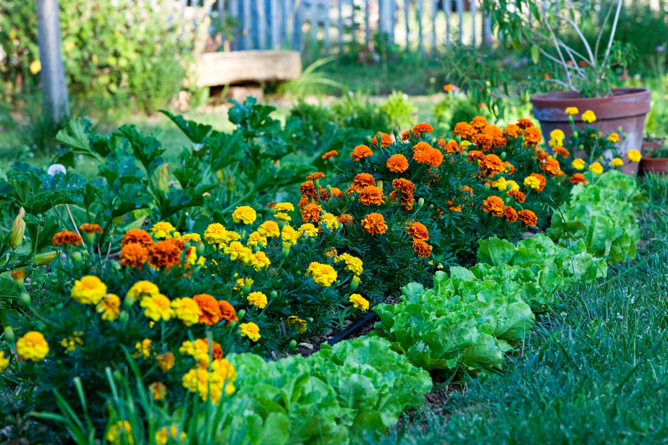 Garden Experts Reveal 8 Companion Plants for a Big Fall Veggie Harvest