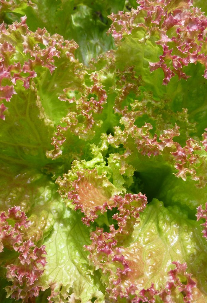 Top 10 Types of Lettuce to Grow in Your Salad Garden